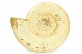 Polished Jurassic Ammonite (Perisphinctes) - Madagascar #290778-1